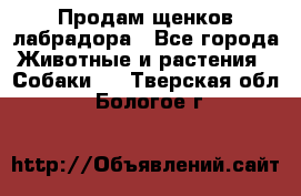 Продам щенков лабрадора - Все города Животные и растения » Собаки   . Тверская обл.,Бологое г.